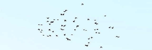 Ryan Satrio. P banner