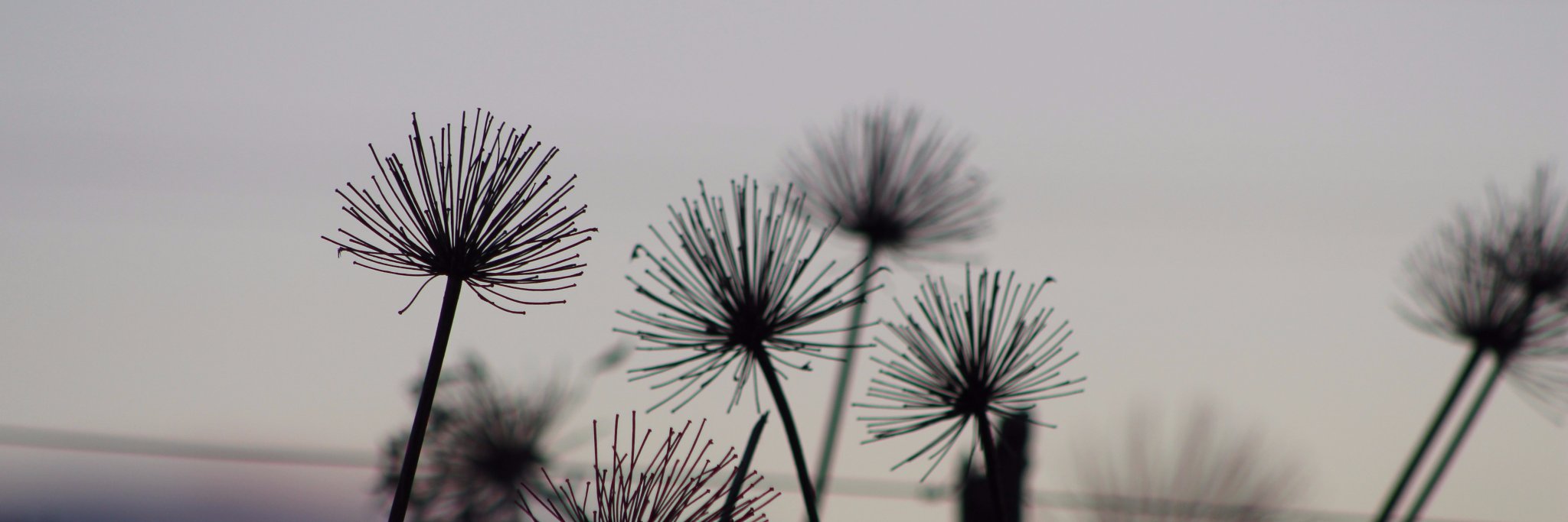 Anika Marais banner