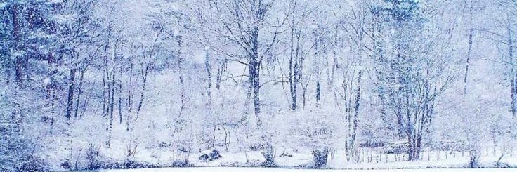 Cold Nature banner
