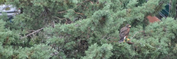 vivanlosarboles Profile Banner