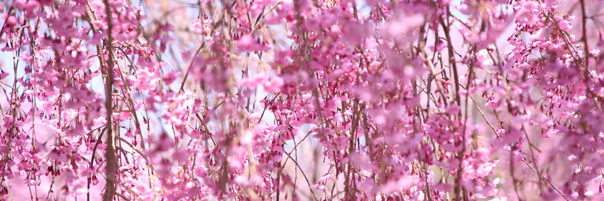 MikaMicamera's profile banner image