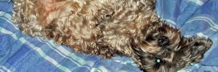 Kasandroid🇨🇦 🇵🇱 banner