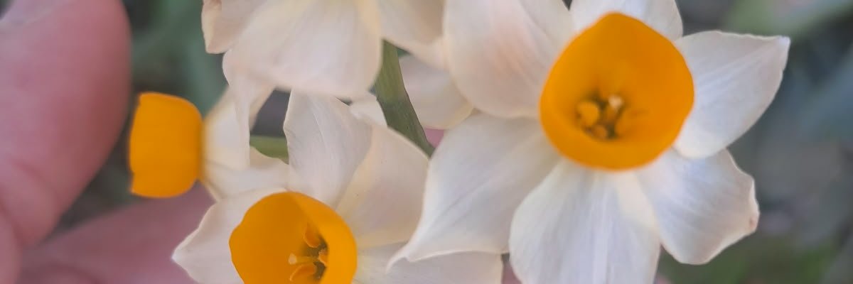 sparklepeach075's profile banner image