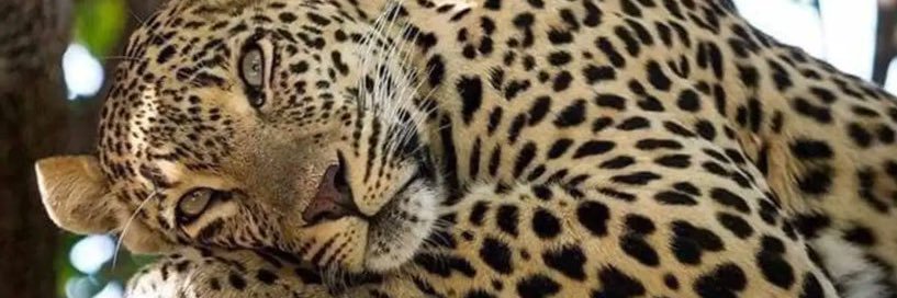 Carla Don 🐆 banner