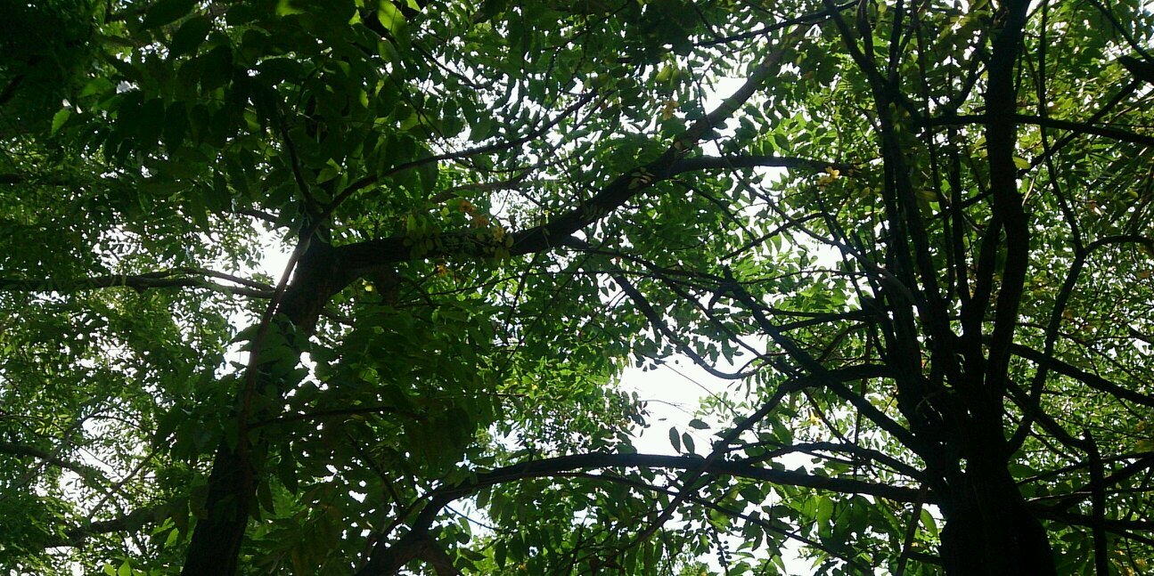 P banner