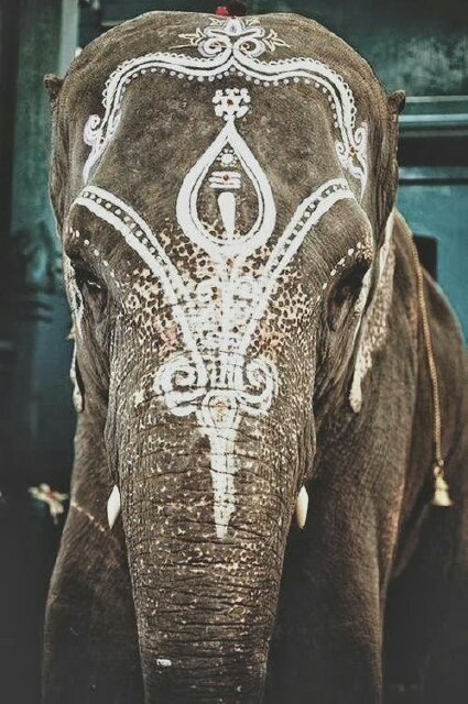 Ané Scheepers banner