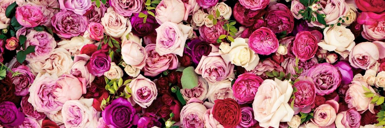 Sarah Hammill banner