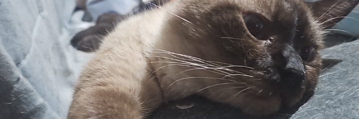 Lyorme 💪🏼🎮 banner