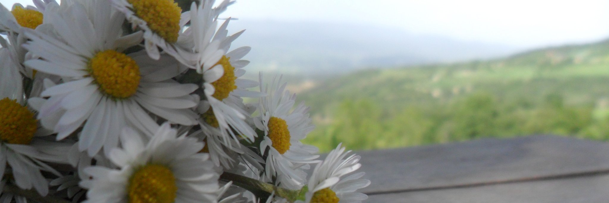 elifdagli_'s profile banner image