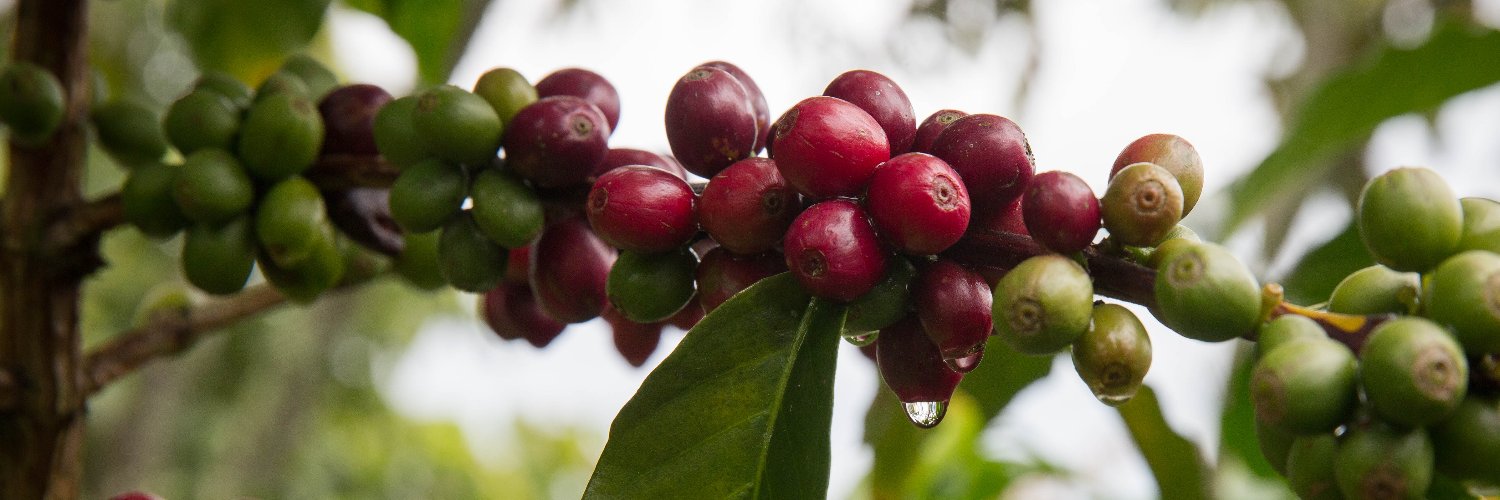 Federación Nacional de Cafeteros banner