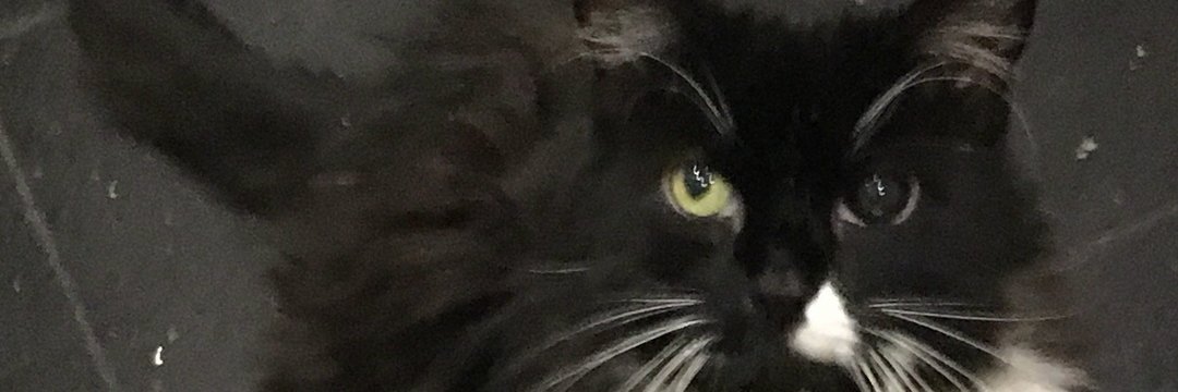 LilThelady's profile banner image