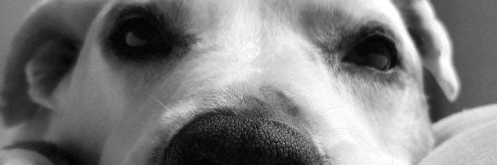bbrunnetti's profile banner image