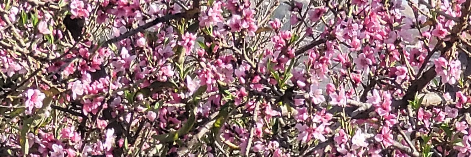 الهمداني Ⓜ️ banner