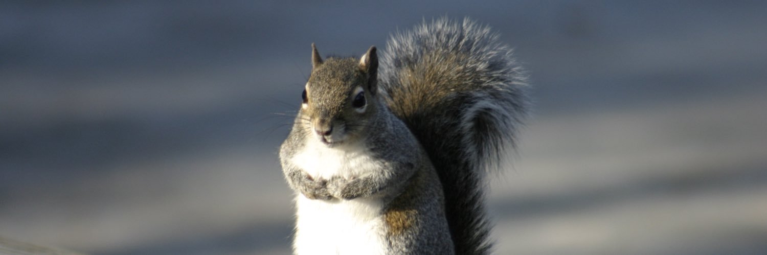 squirrelbiology's profile banner image