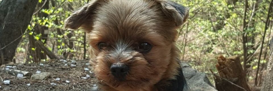 BuSanYoungDoBridge banner