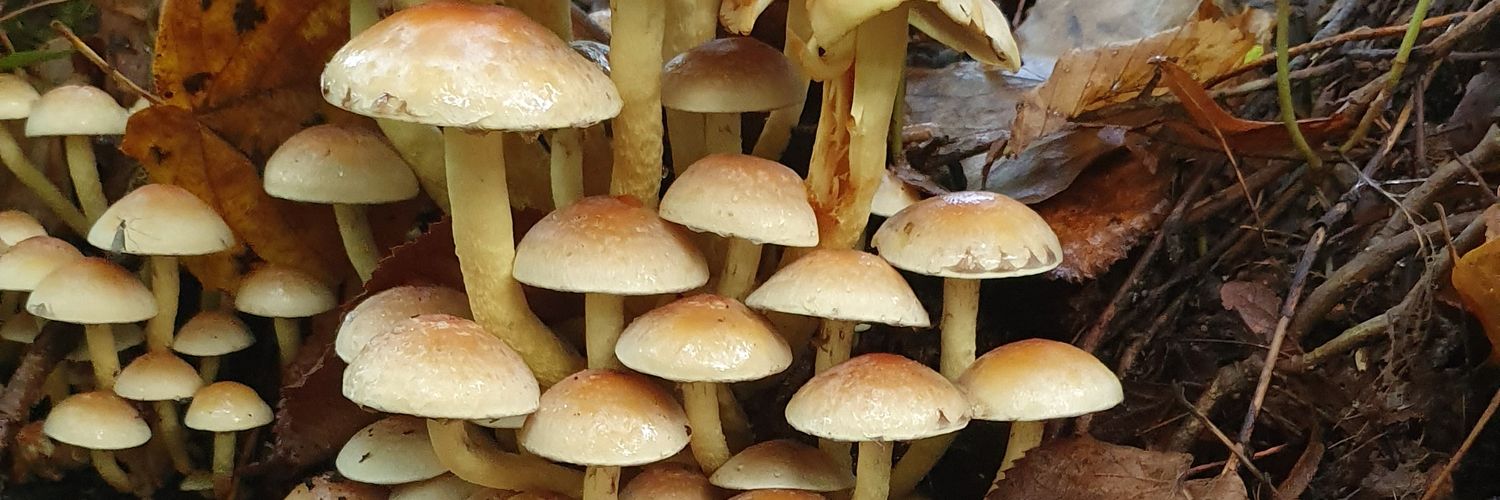 Beatriz Decencière banner