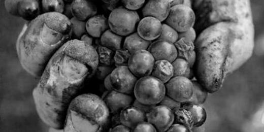 Nacho Sanz Maestre banner