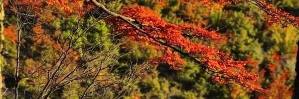 SocArgFisVeg Profile Banner