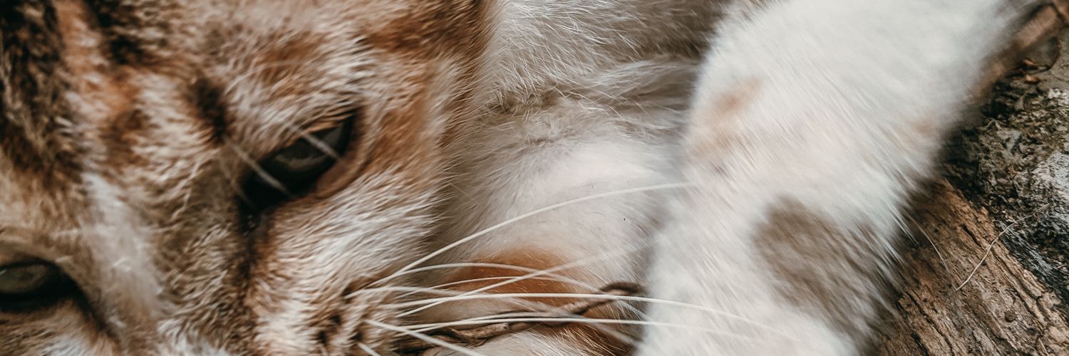 trysno's profile banner image