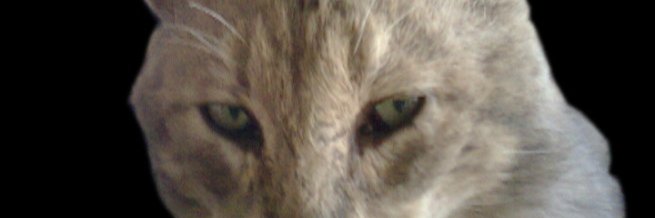 mostrotano's profile banner image