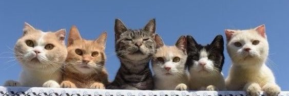 AmazingCatX's profile banner image