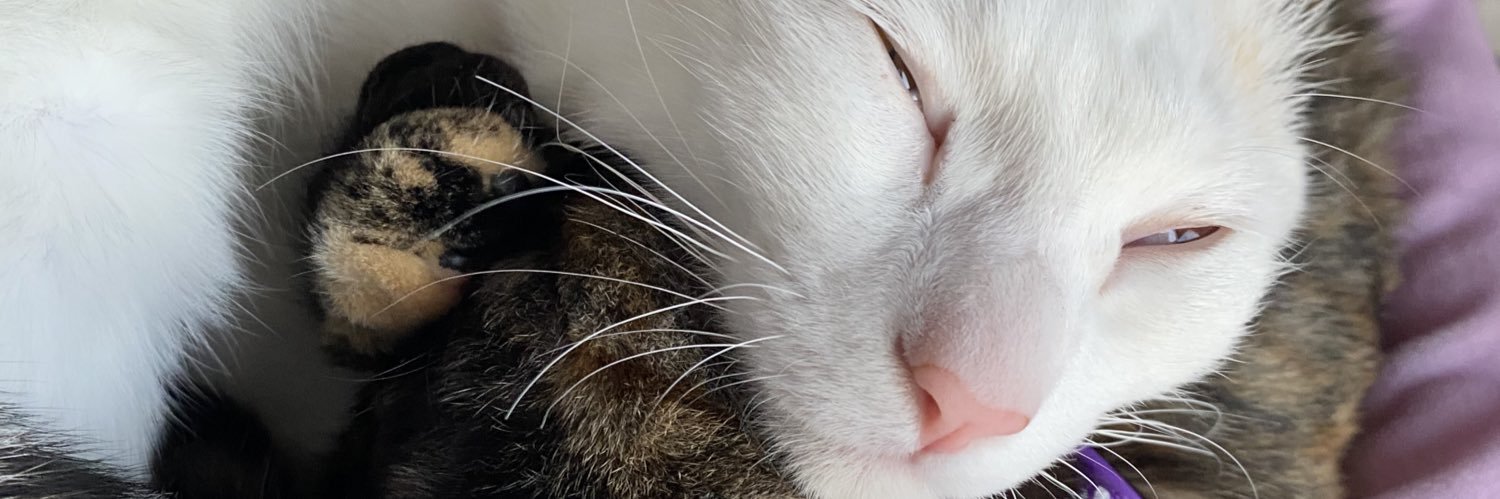 猫好好 banner