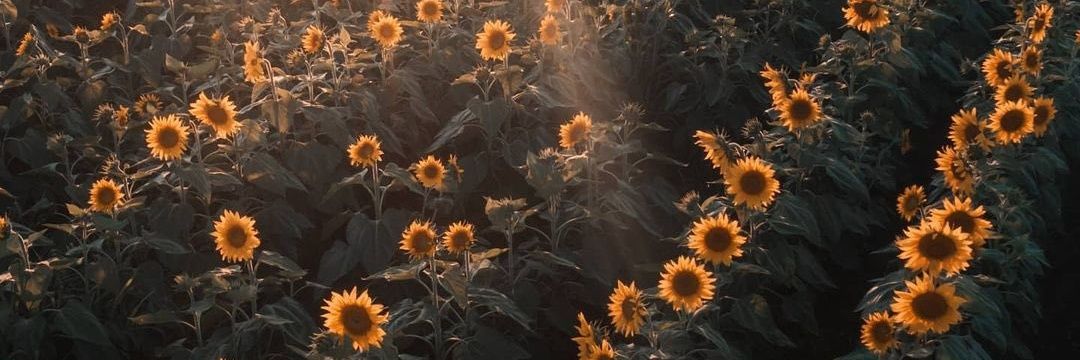 MiluDeArma's profile banner image