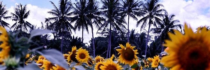 Damas_w's profile banner image