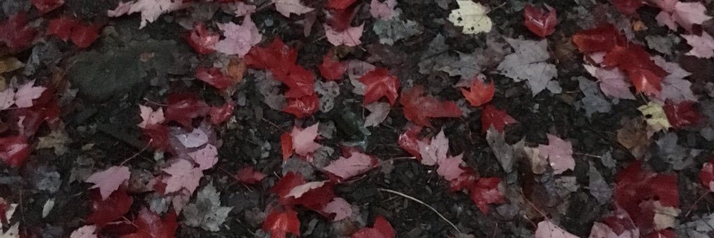 mapledany's profile banner image