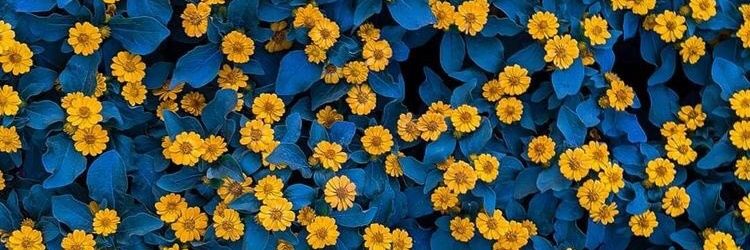 JuliaPelanda's profile banner image