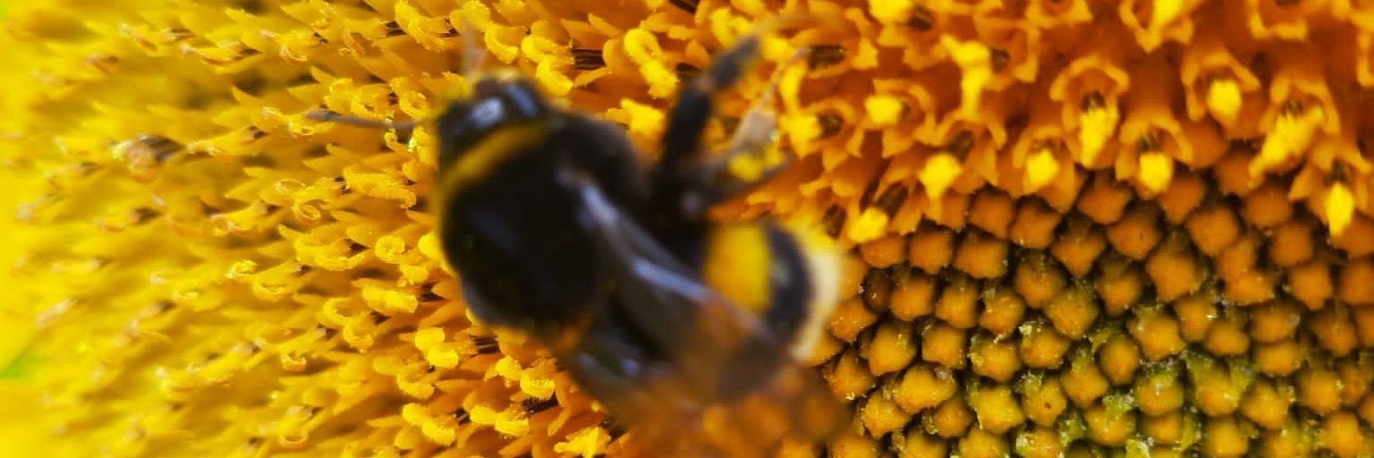 Formerly active bird. Content now elsewhere. banner