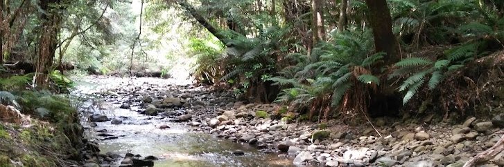 Bridget White banner