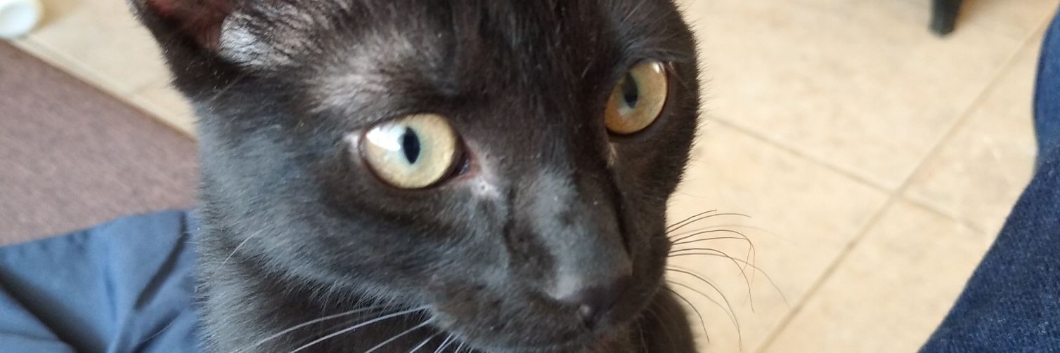 davidesz's profile banner image