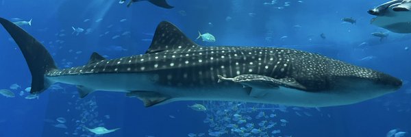 twins_eclipse Profile Banner