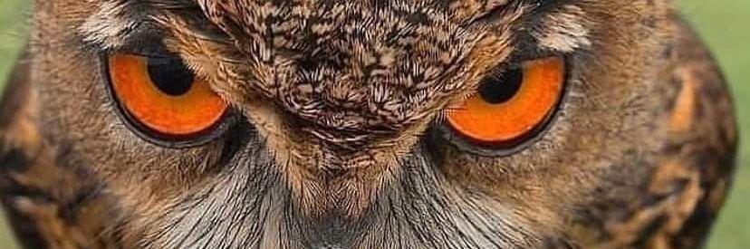 Ping | the Nerd banner