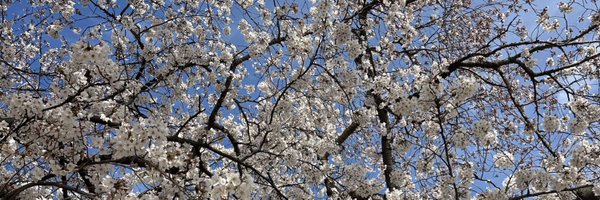 ellacmitch Profile Banner