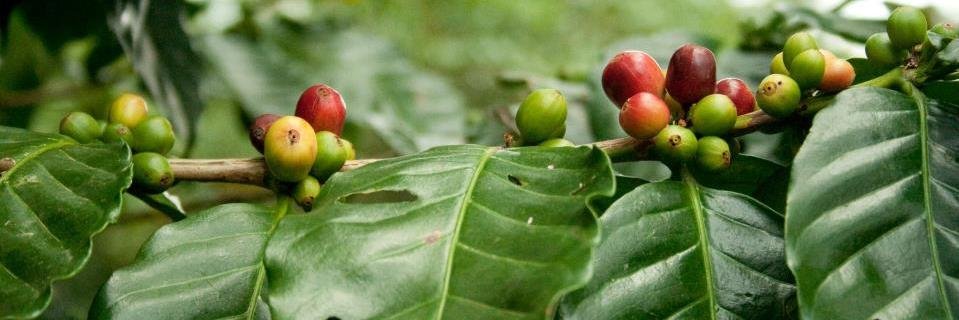 hcrcoffee's profile banner image