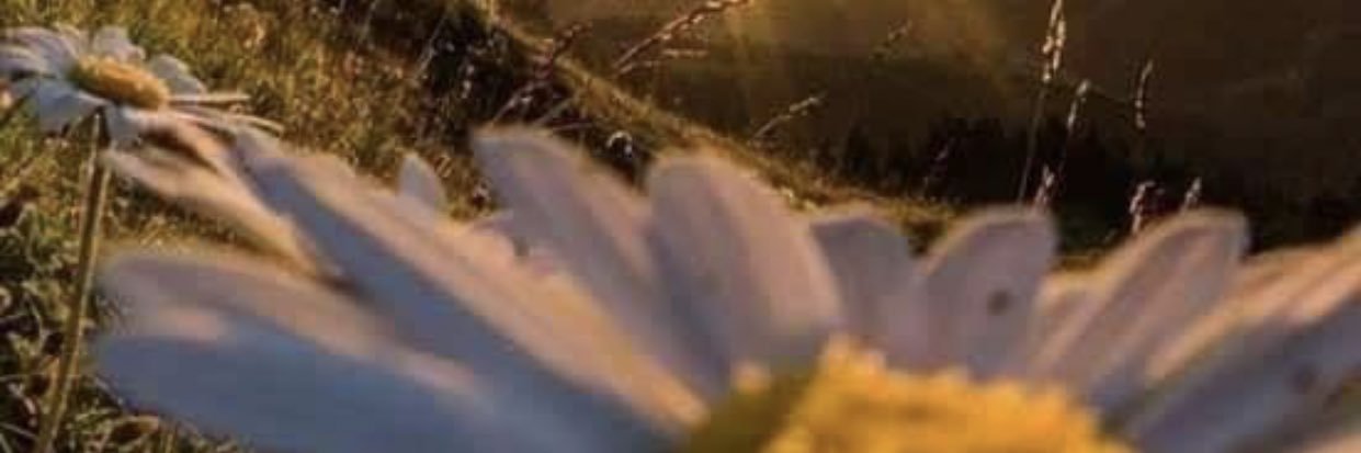 sa_sarele's profile banner image