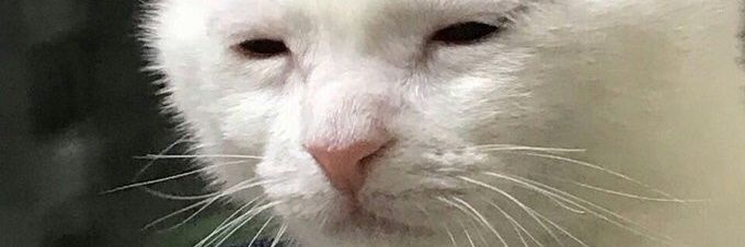 dafnesc's profile banner image
