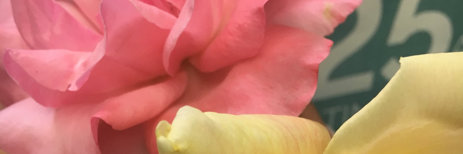 ShellMinutillo's profile banner image