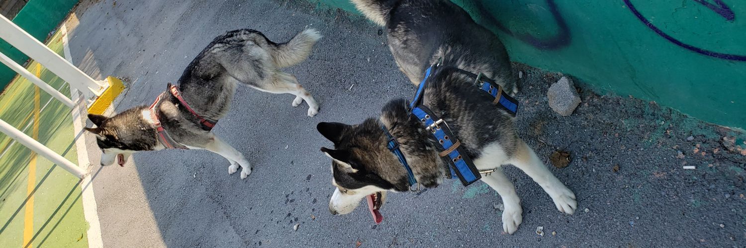 xesar lara 🐦 banner