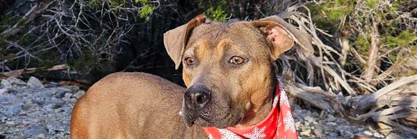 VoiceRescue Profile Banner