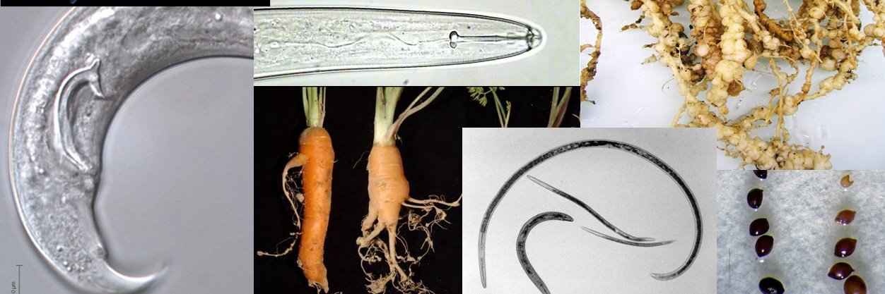 EURL for plant parasitic nematodes banner