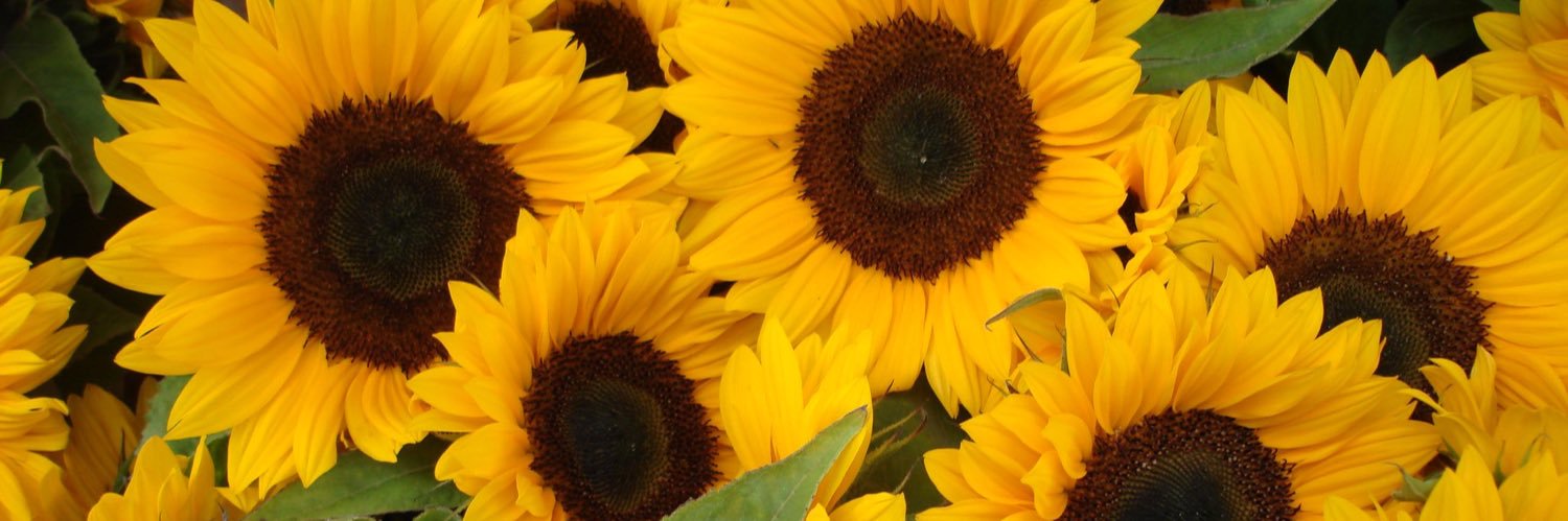 Carolina Gutierrez banner