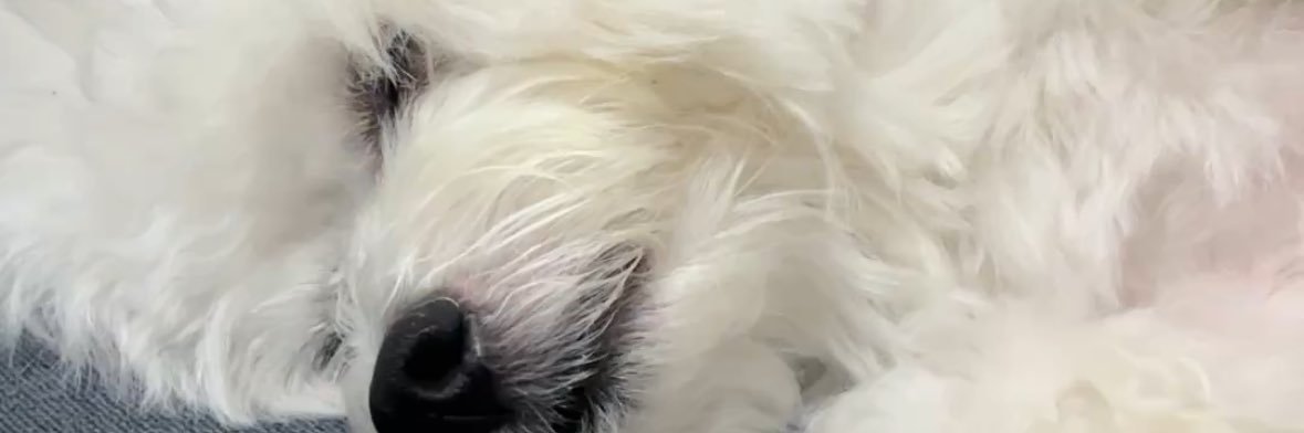orensevi's profile banner image
