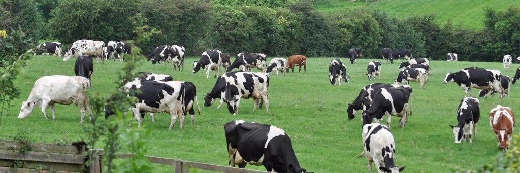 🐮🧾 banner