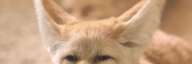 cupfox_'s profile banner image