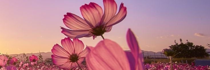 Jade 𐙚🧸ྀི banner