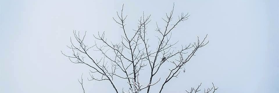 Felipe Espinoza Silva banner