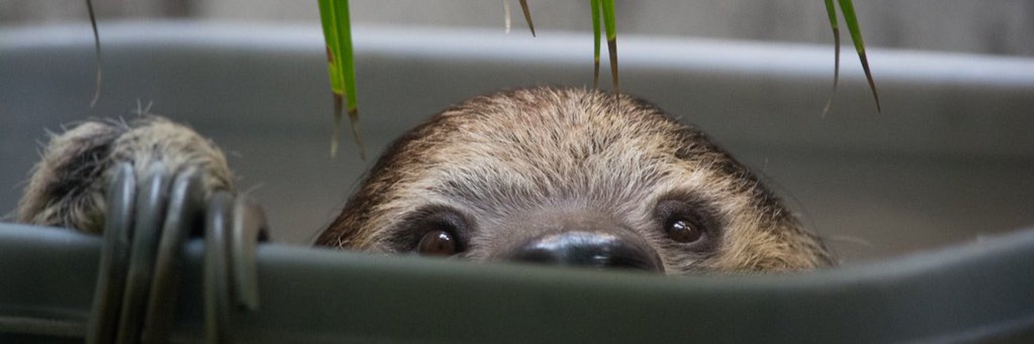 Sloth Every Hour Profile Banner